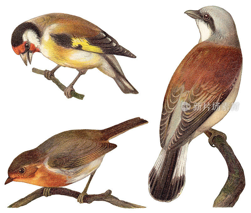鸟的收藏-金翅雀(Carduelis elegans)，欧洲知更鸟(Erithacus rubecula)，红背伯劳鸟(Lanius collurio) /复古插图